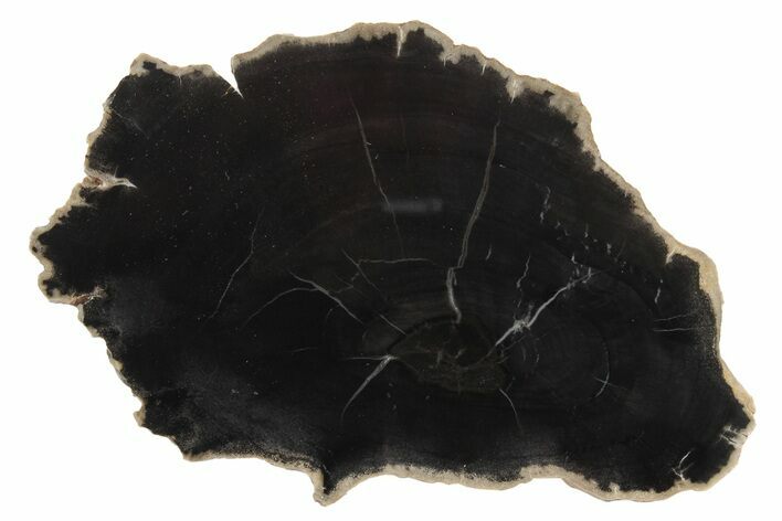 Black, Triassic Petrified Wood (Conifer) End-Cut - Utah #236564